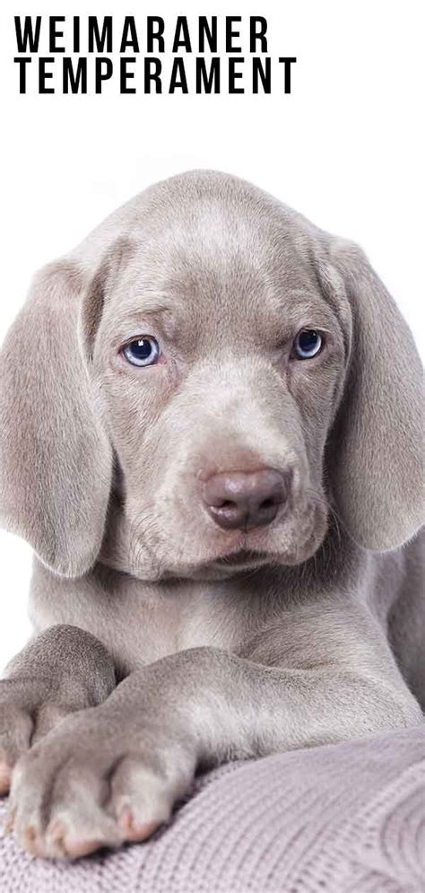 Weimaraners: What's Good About 'Em, What's Bad About 'Em.